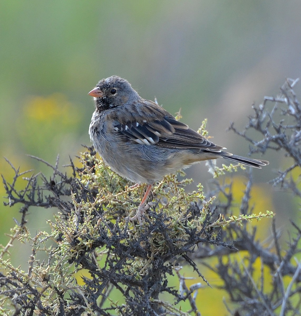 Mourning Sierra Finch - ML638112440