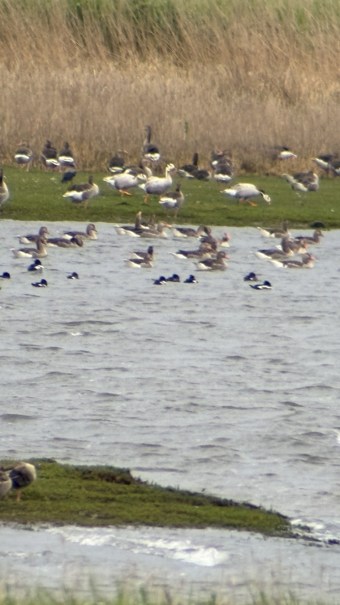 Bar-headed Goose - ML638112447