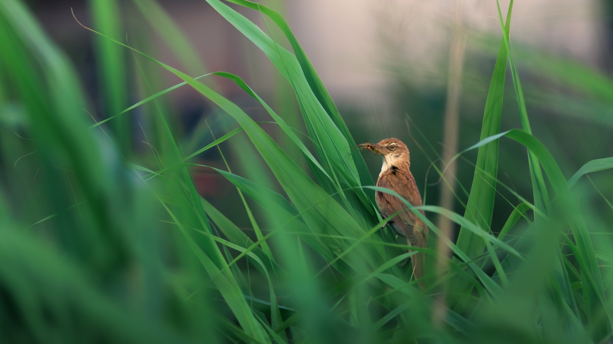 Great Reed Warbler - ML638112522