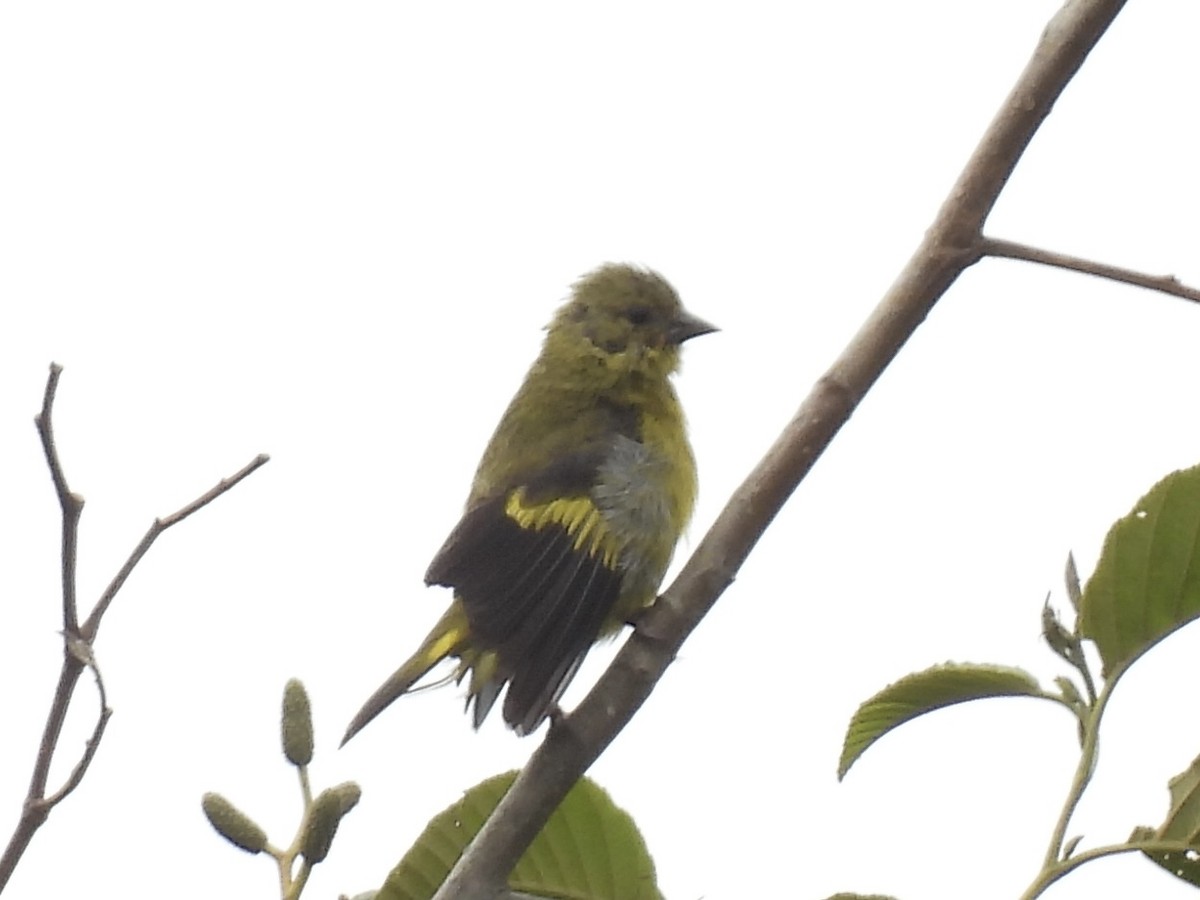 Yellow-bellied Siskin - ML638112524
