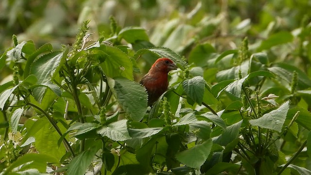 House Finch - ML638112530