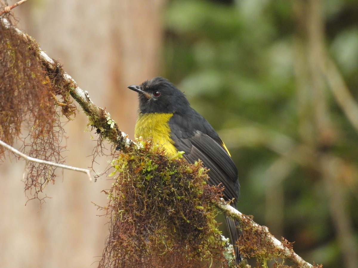 Black-and-yellow Silky-flycatcher - ML638112565