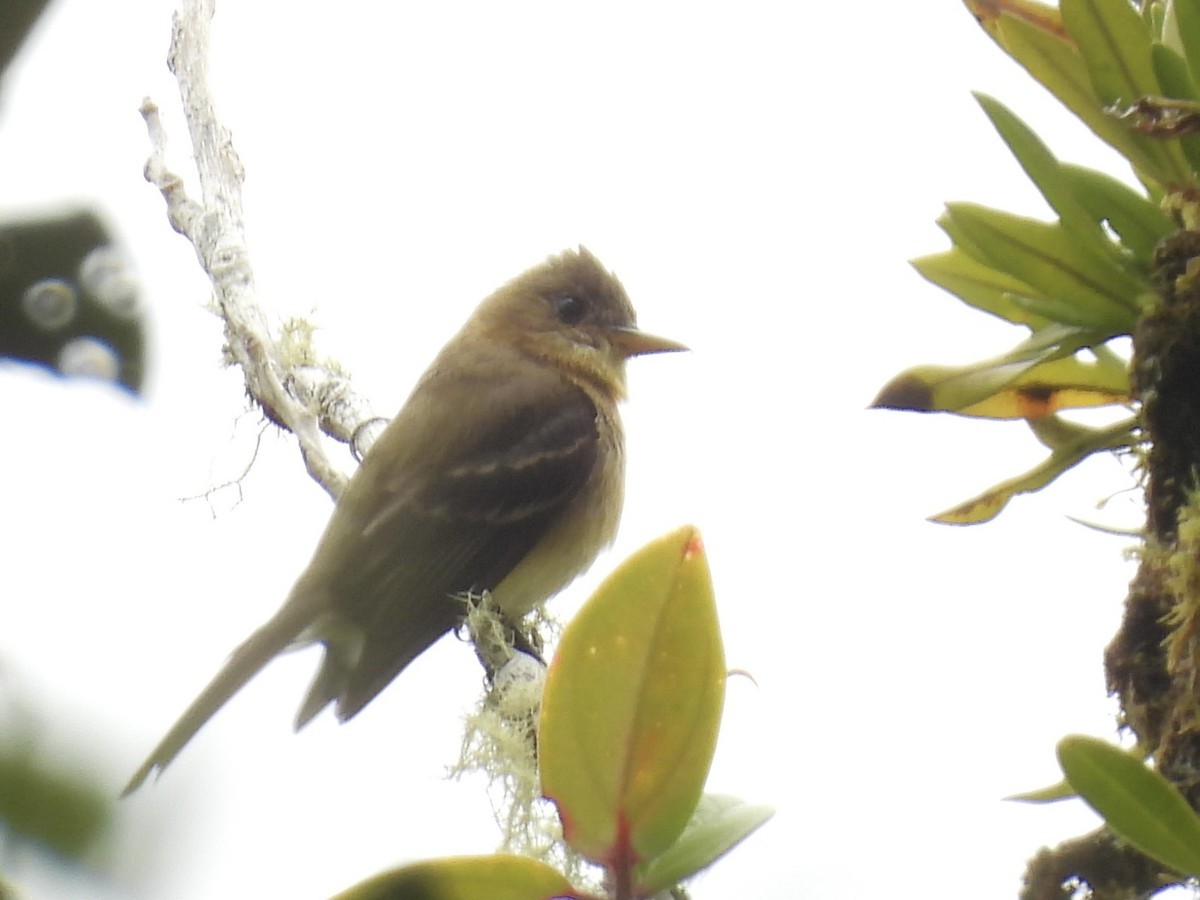 Ochraceous Pewee - ML638112580