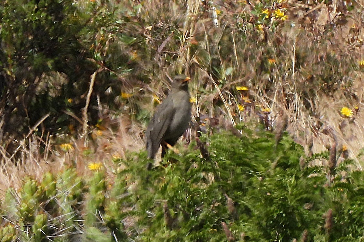 Chiguanco Thrush - ML638112581