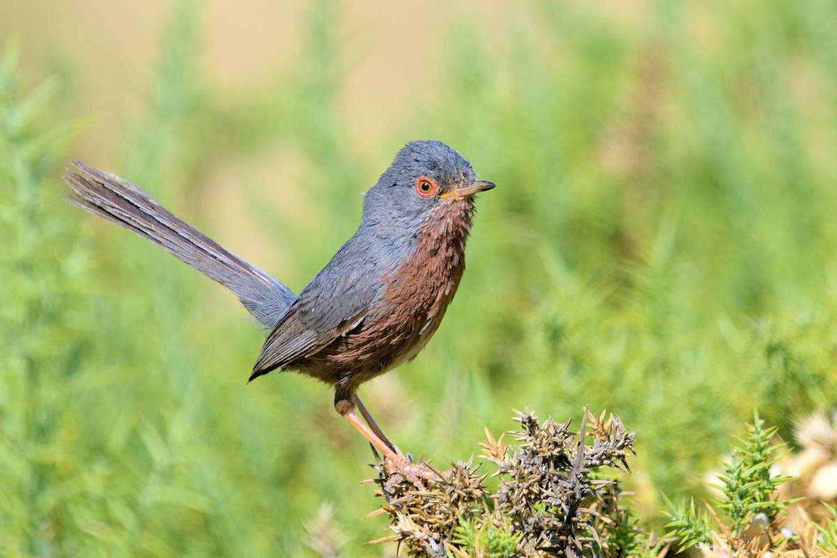 Dartford Warbler - ML638112584