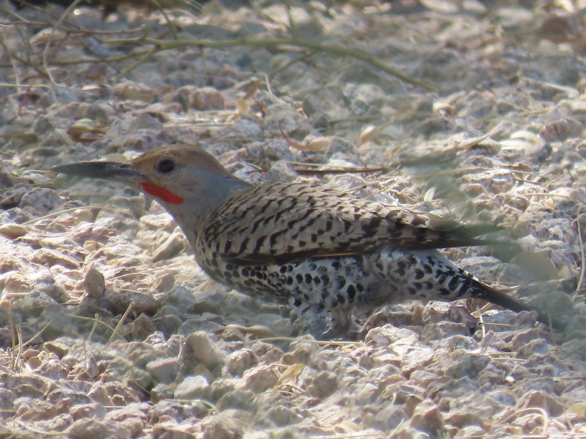 Gilded Flicker - ML638112596