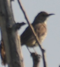 Sage Thrasher - ML638112601