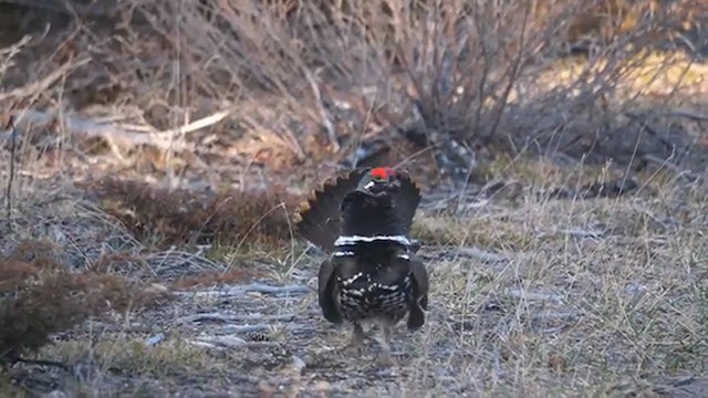 Spruce Grouse - ML638112605
