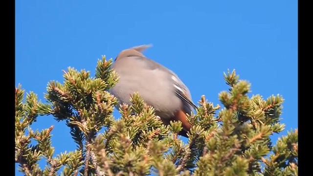 Bohemian Waxwing - ML638112642