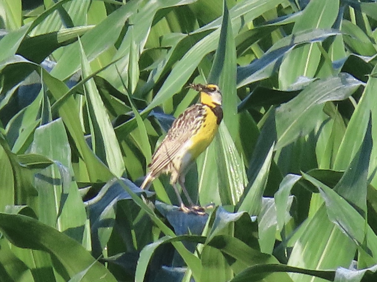 Eastern Meadowlark (Eastern) - ML638112655