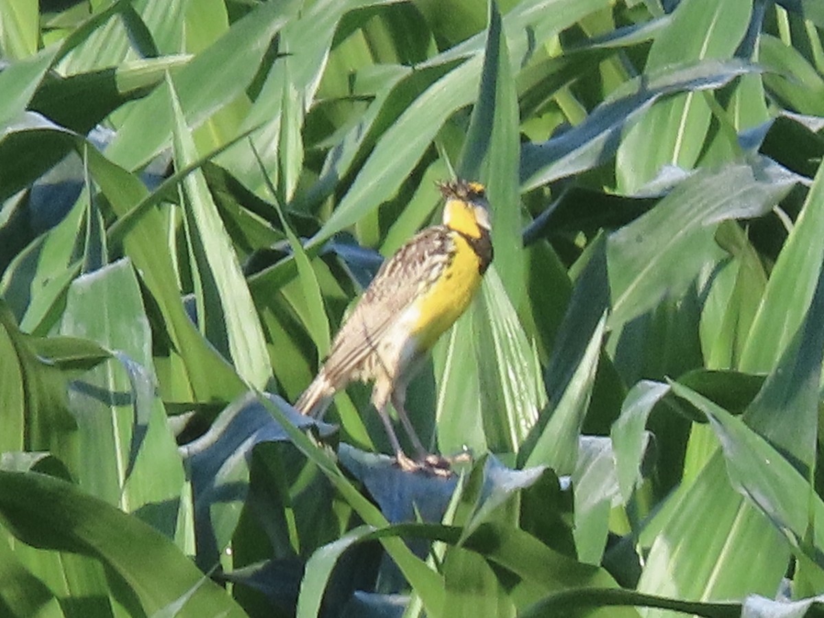 Eastern Meadowlark (Eastern) - ML638112656