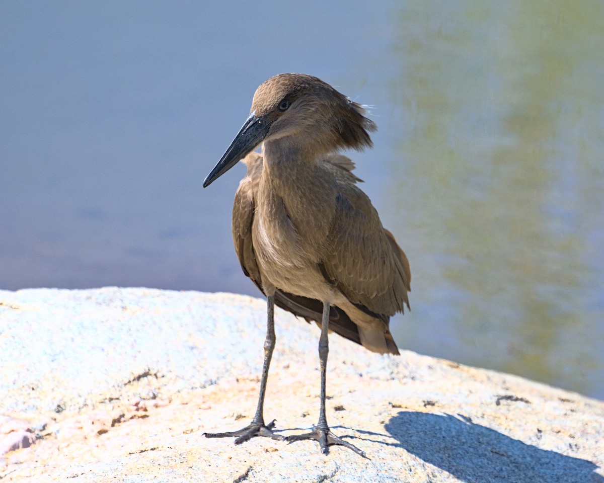 Hamerkop - ML638112670