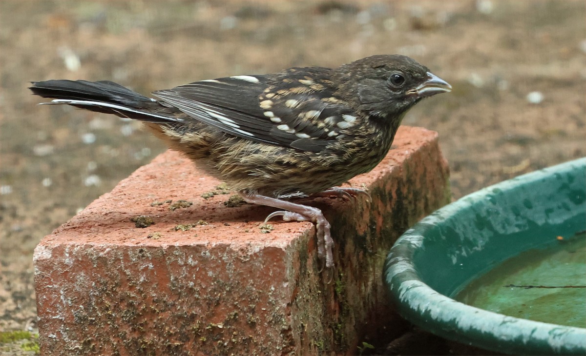 Spotted Towhee (oregonus Group) - ML638112676