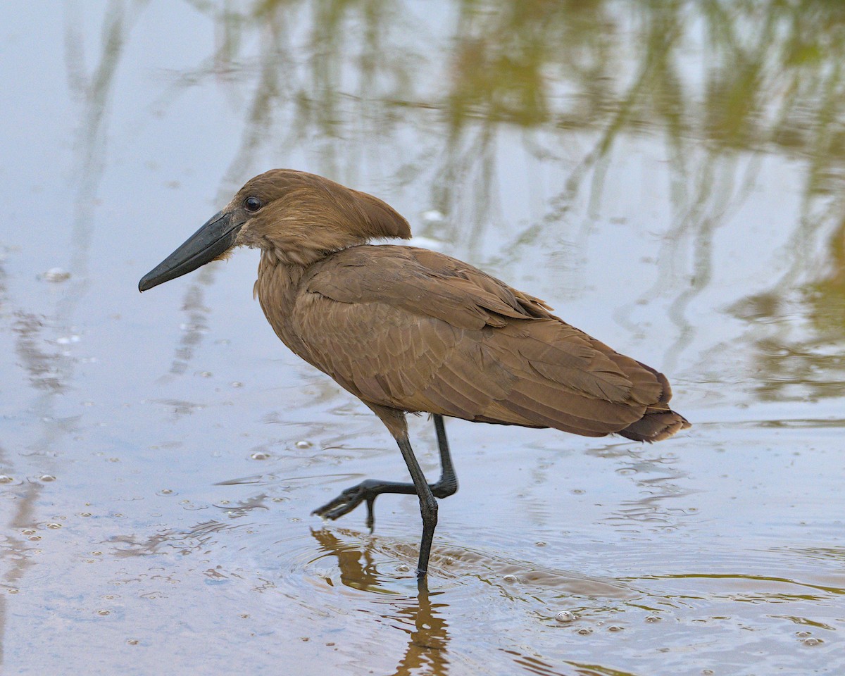Hamerkop - ML638112698
