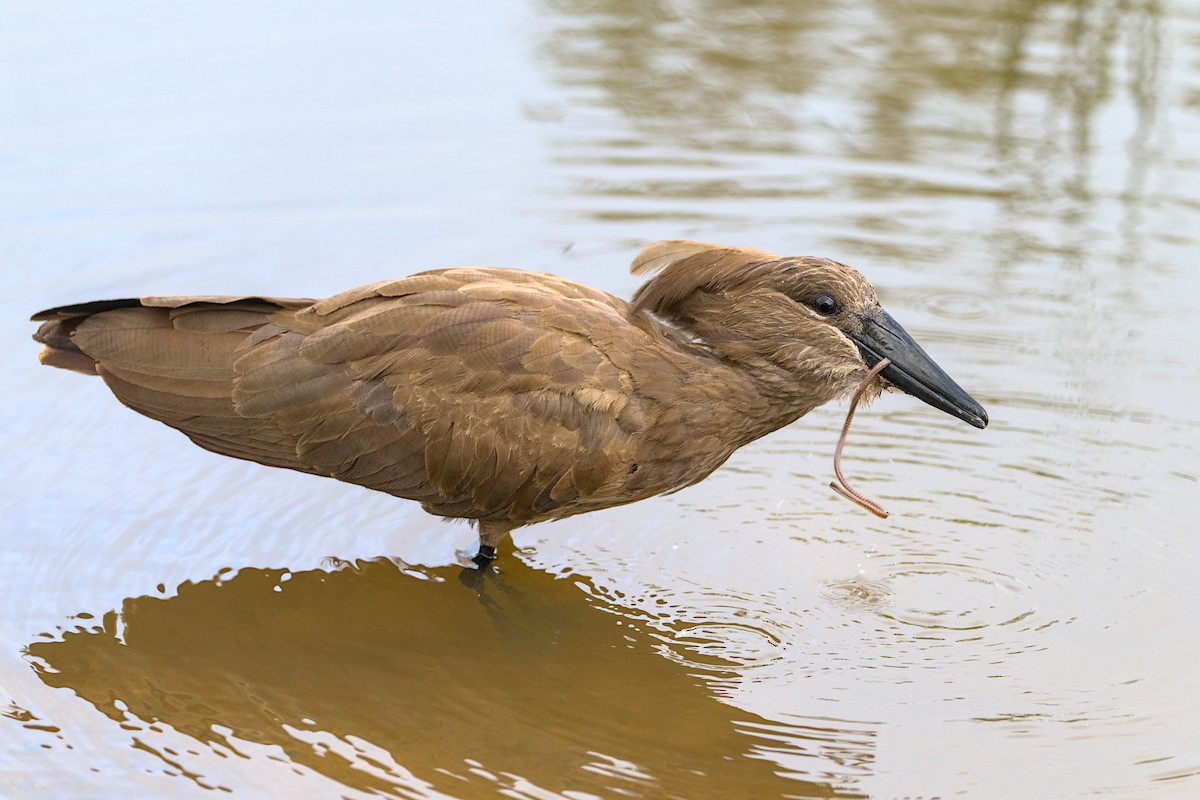 Hamerkop - ML638112699
