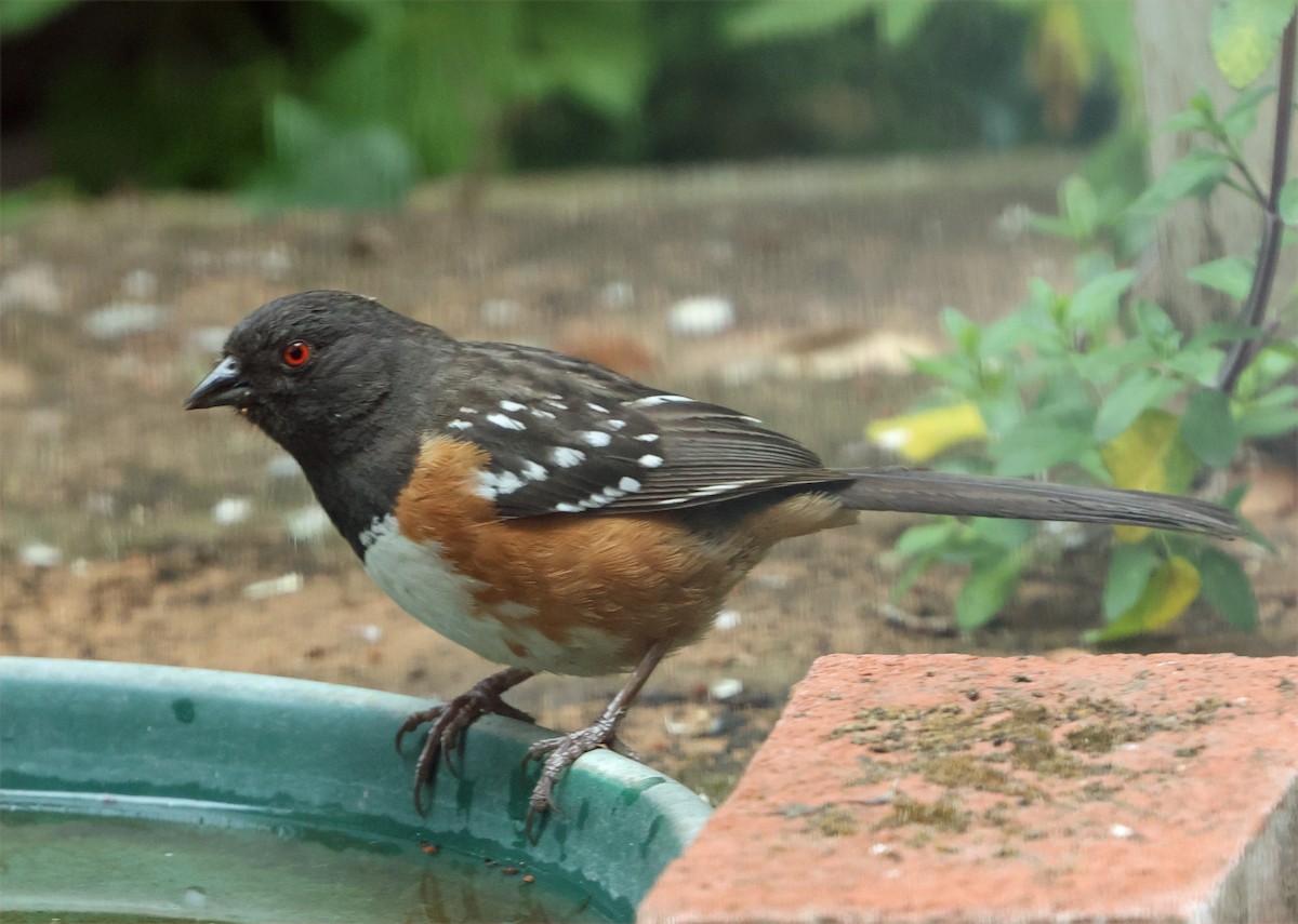Spotted Towhee (oregonus Group) - ML638112700