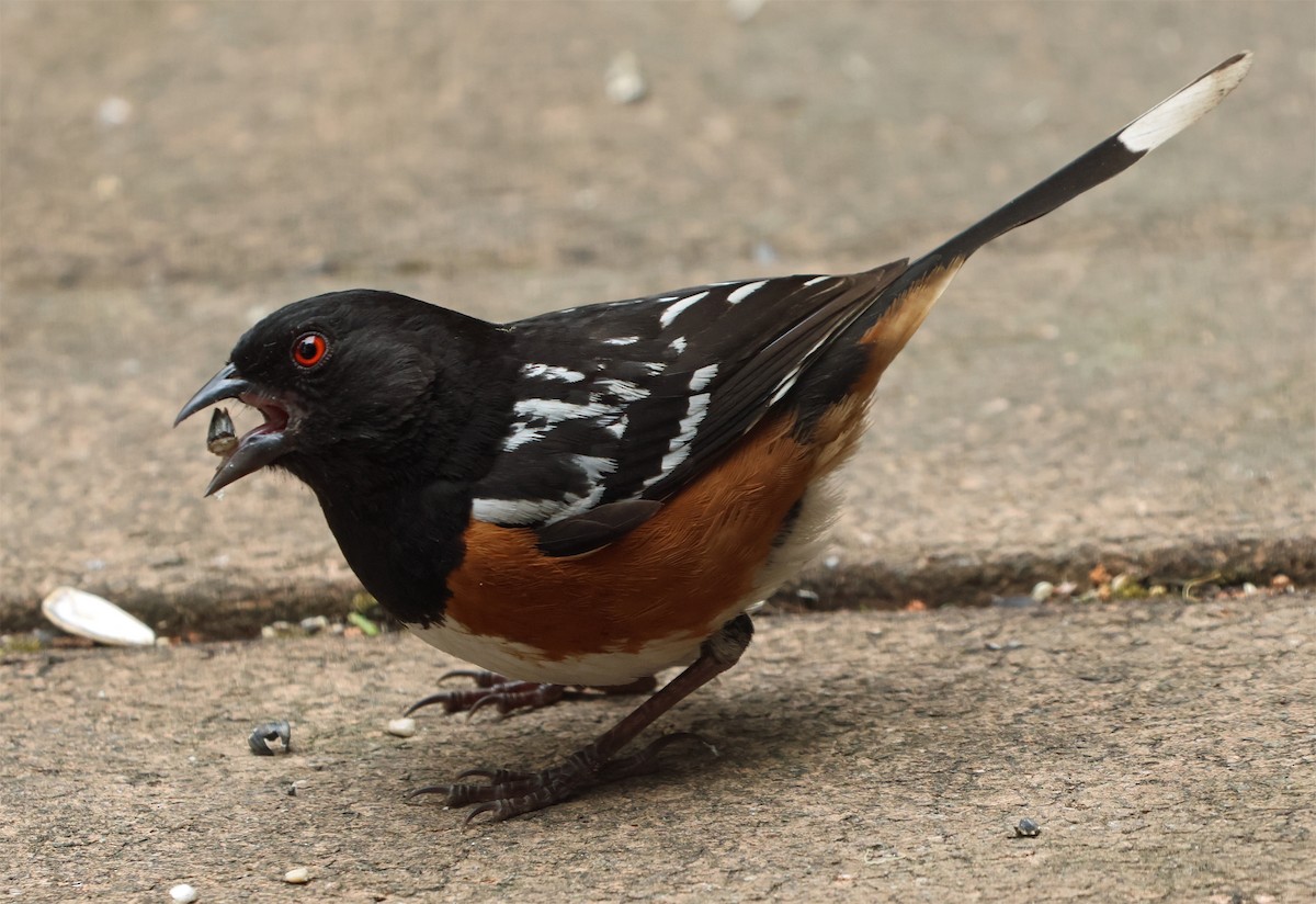 Spotted Towhee (oregonus Group) - ML638112703