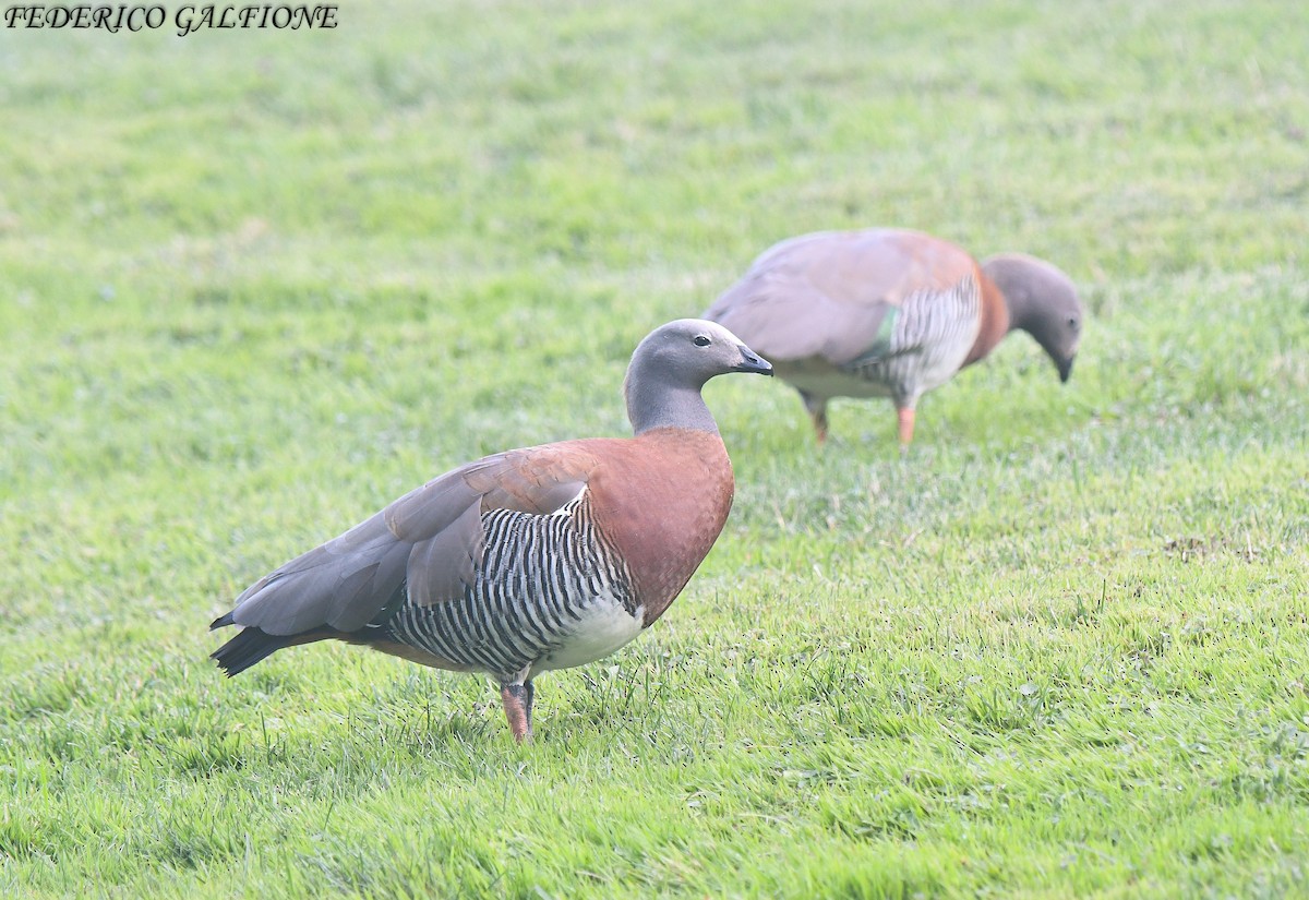 Ashy-headed Goose - ML638112705