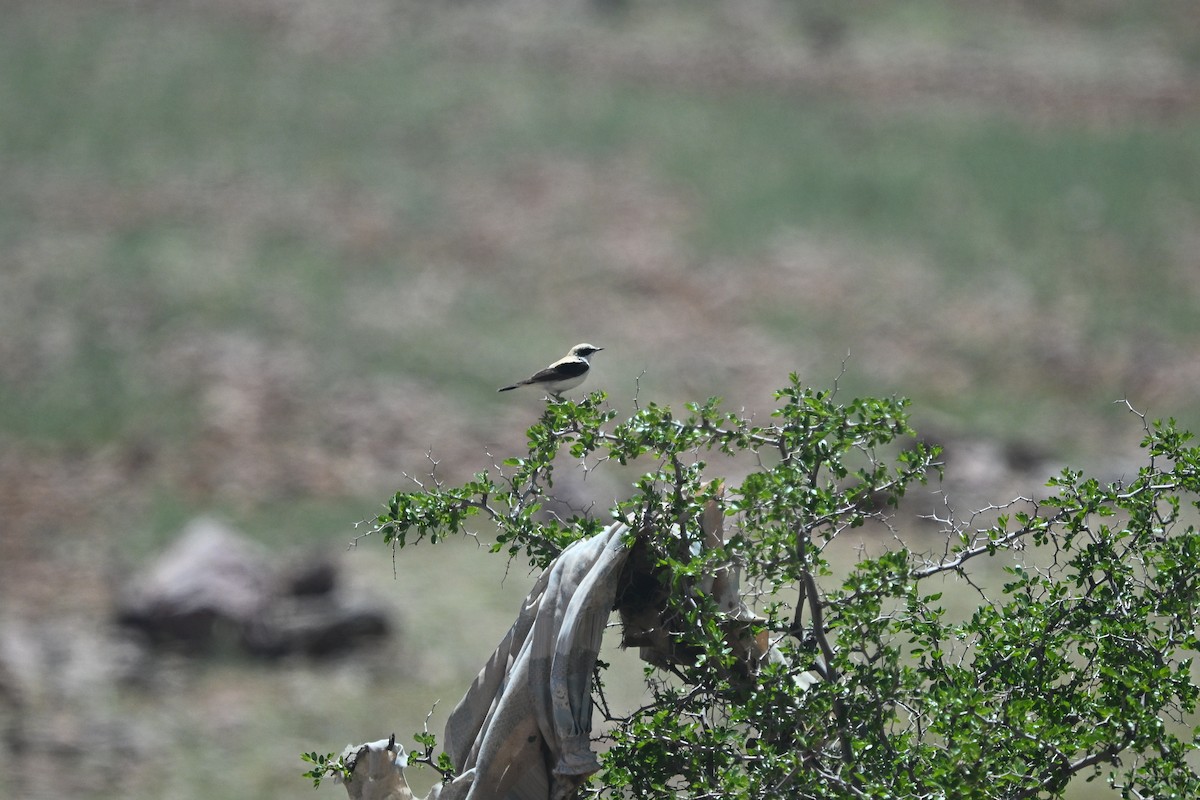 Western Black-eared Wheatear - ML638112706