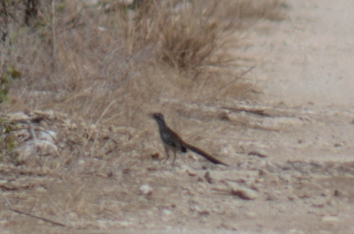 Lesser Roadrunner - ML638112758