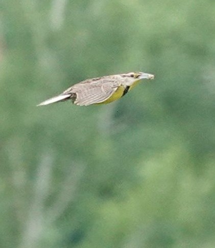 Eastern Meadowlark (Eastern) - ML638112765