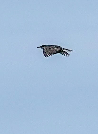 Eastern Meadowlark (Eastern) - ML638112766