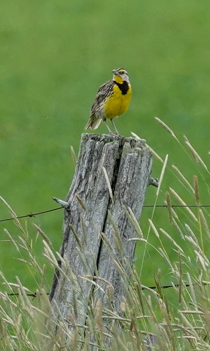 Eastern Meadowlark (Eastern) - ML638112767