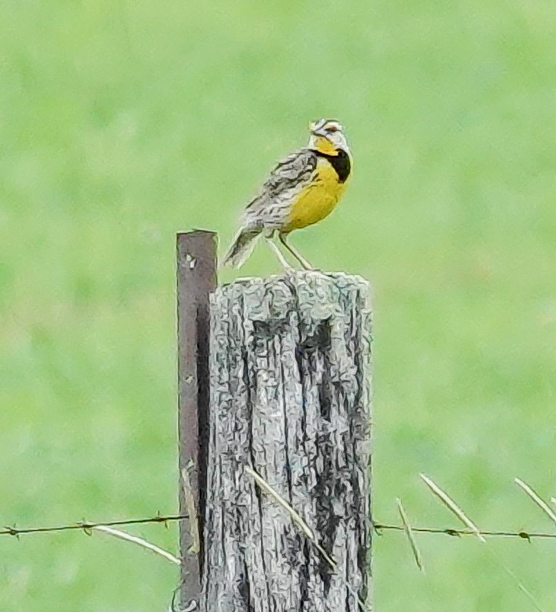 Eastern Meadowlark (Eastern) - ML638112768