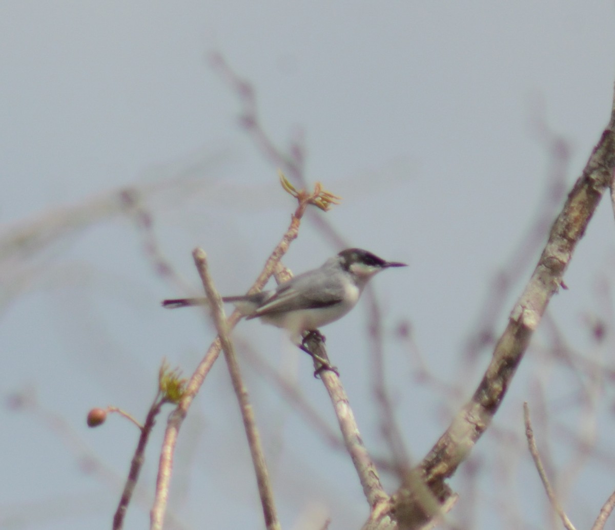 Yucatan Gnatcatcher - ML638112771