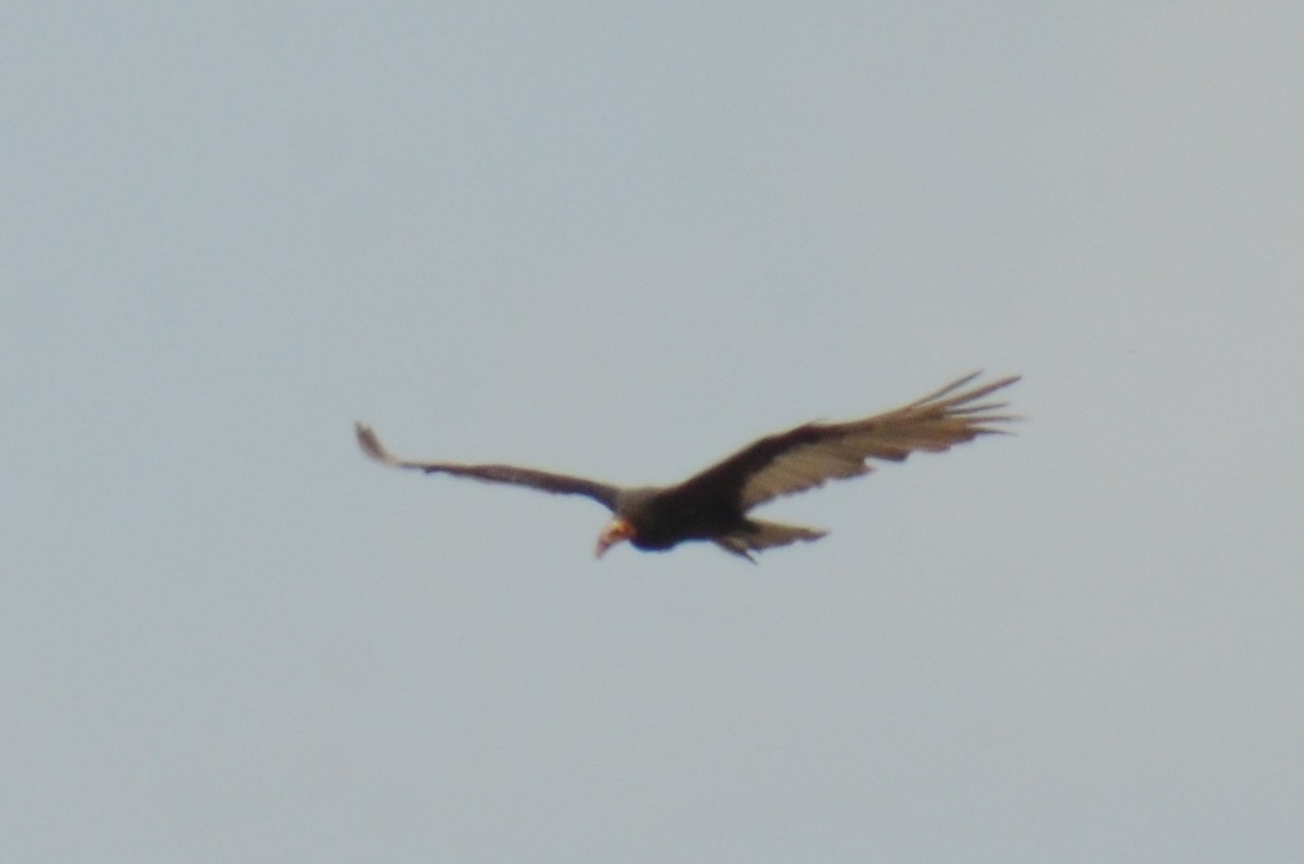 Lesser Yellow-headed Vulture - ML638112780