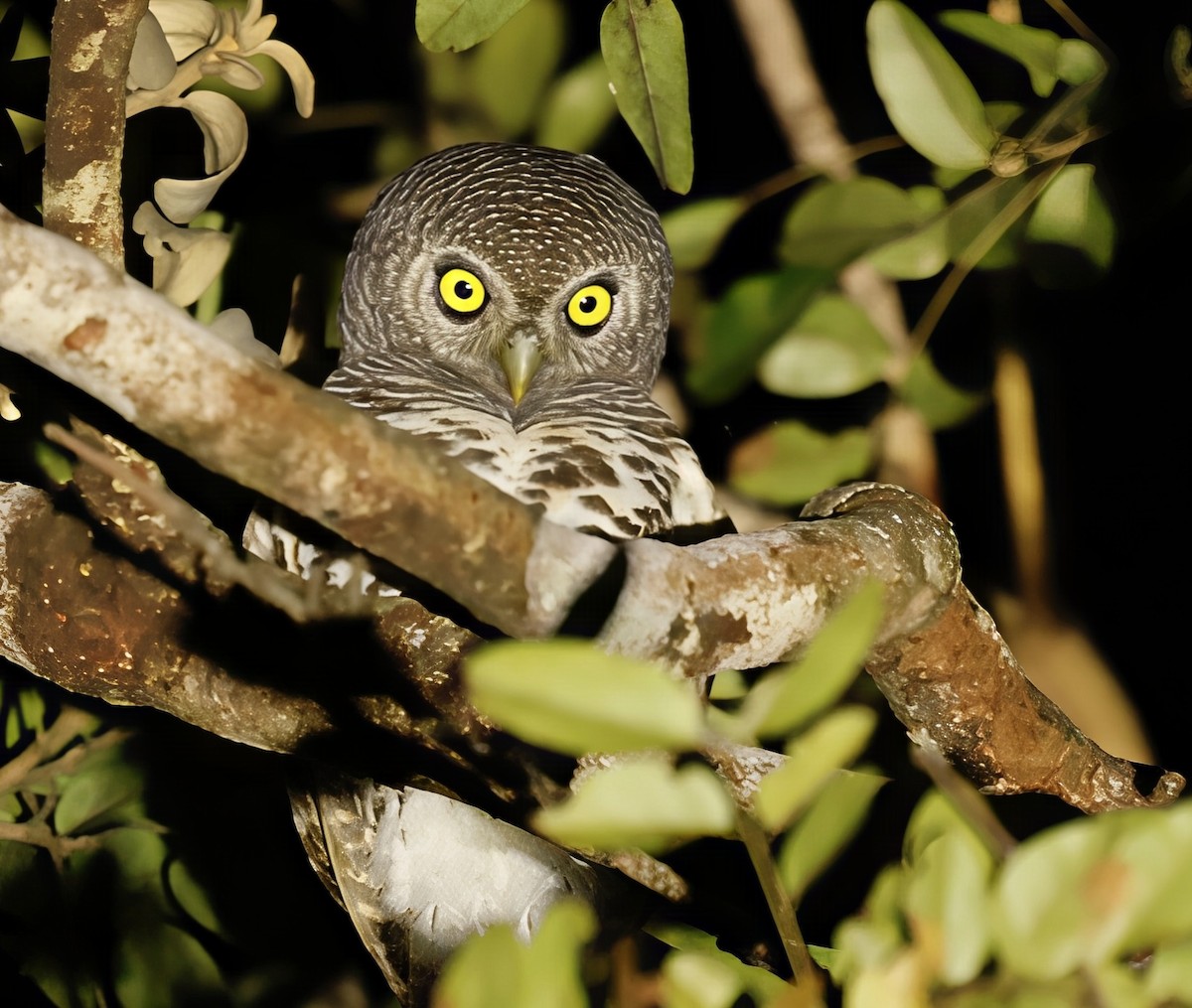 African Barred Owlet (Bar-fronted) - ML638112802