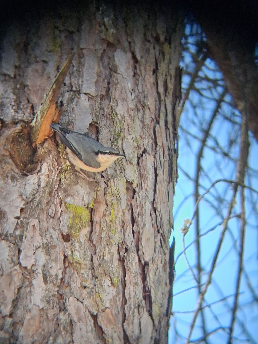 Eurasian Nuthatch - ML638112819