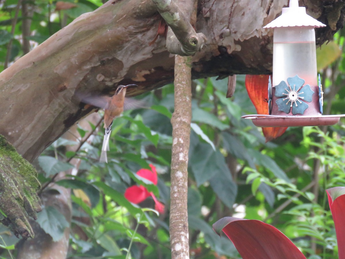 Planalto Hermit - ML638112850