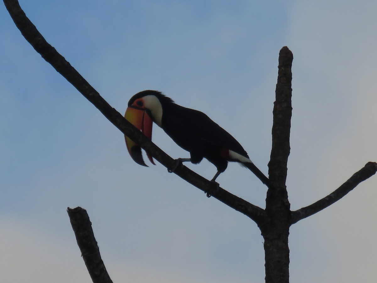 Toco Toucan - ML638112917