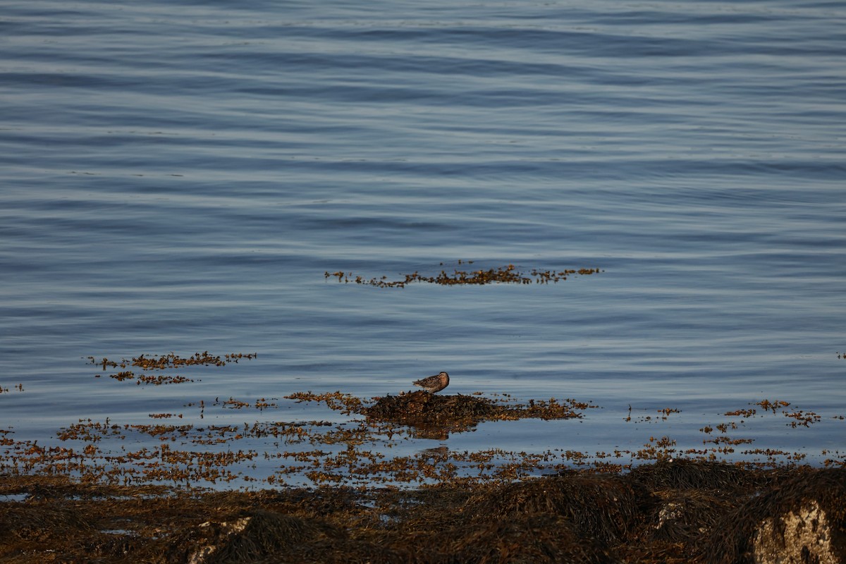 Short-billed Dowitcher - ML638112923