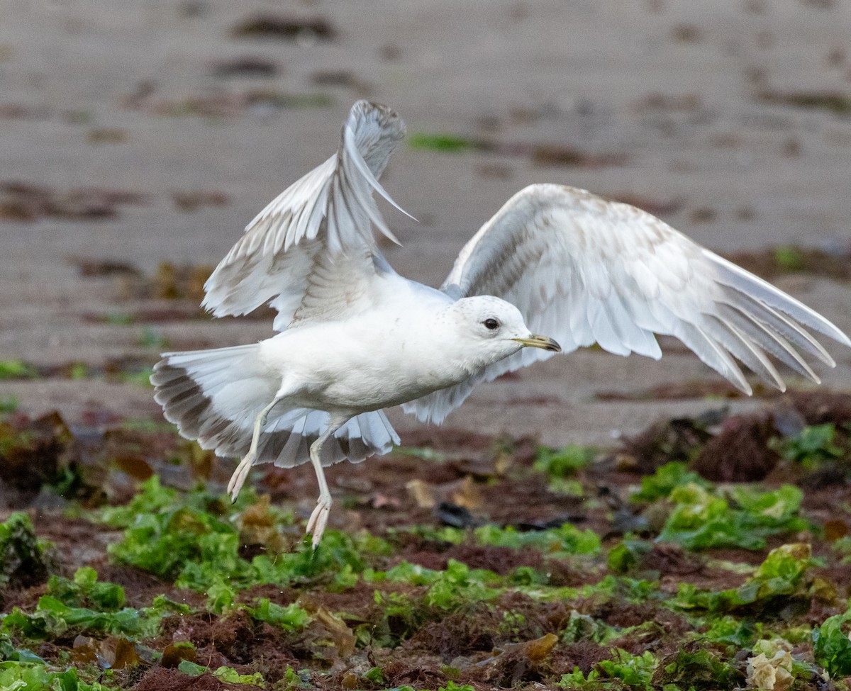 Common Gull (European) - ML638112936