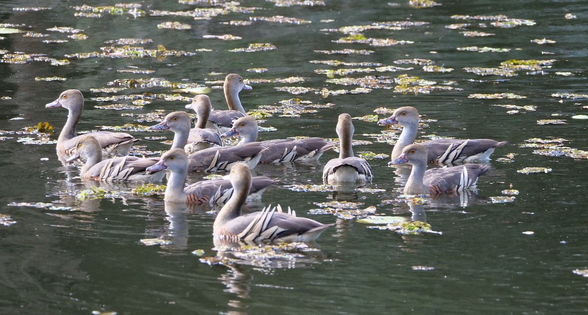 Plumed Whistling-Duck - ML638112953
