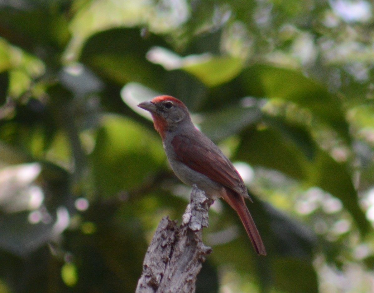 Rose-throated Tanager - ML638112956