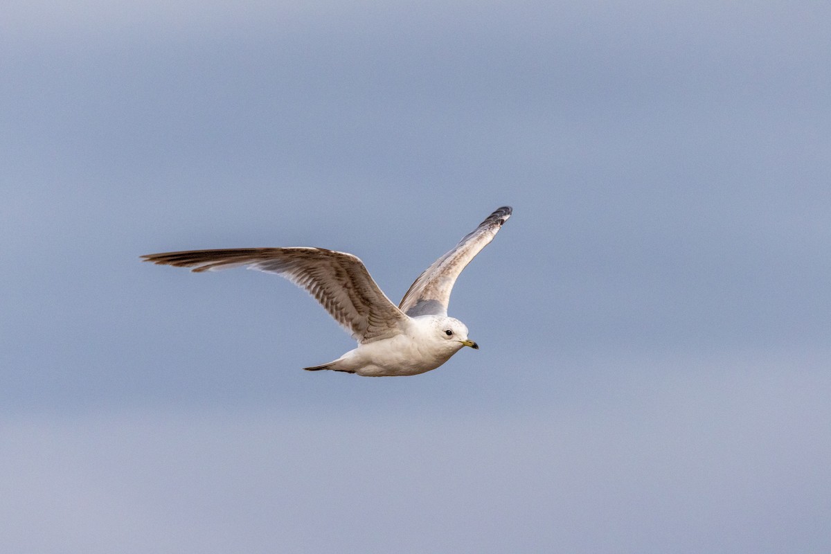 Common Gull (European) - ML638112960