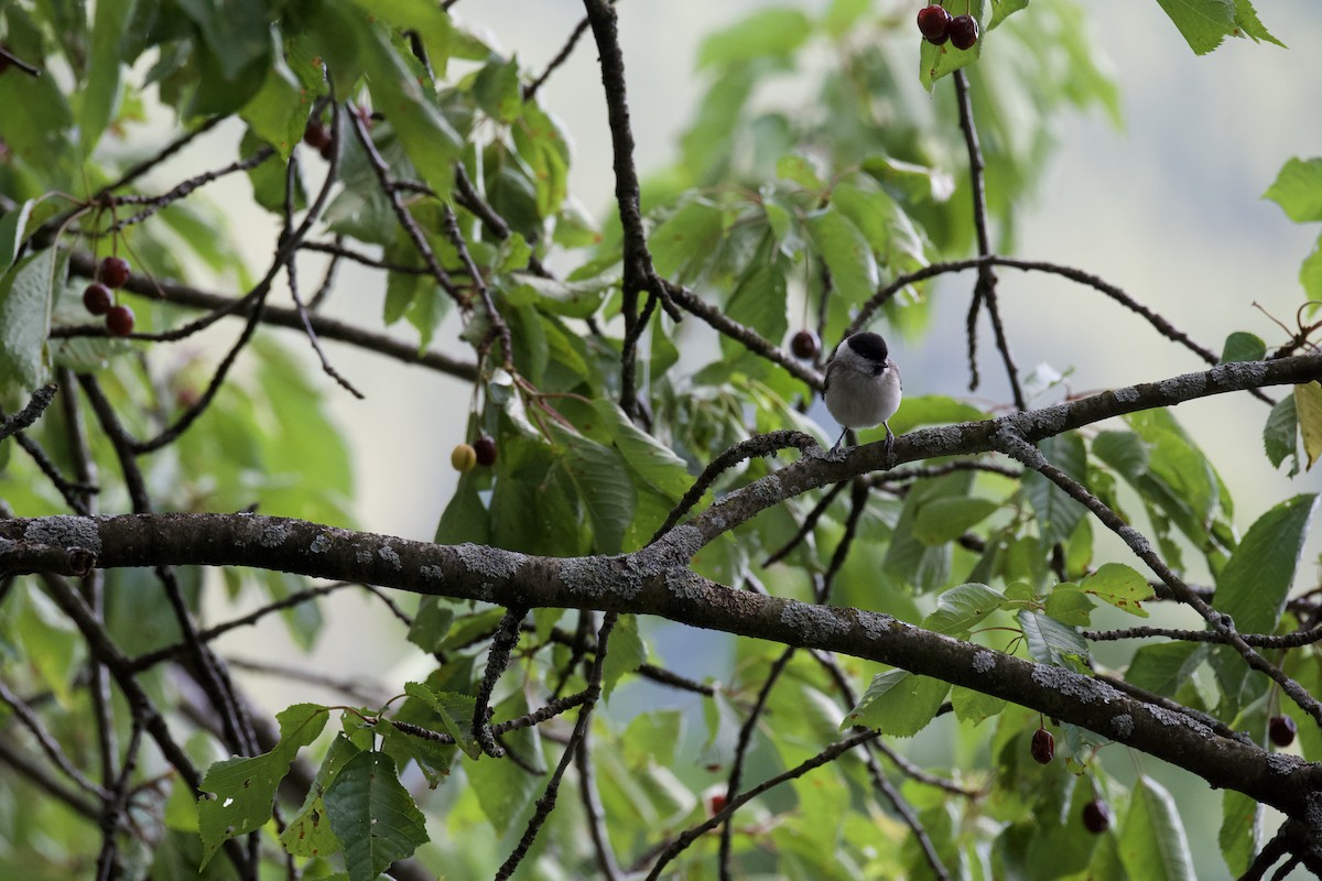 Marsh Tit - ML638112976
