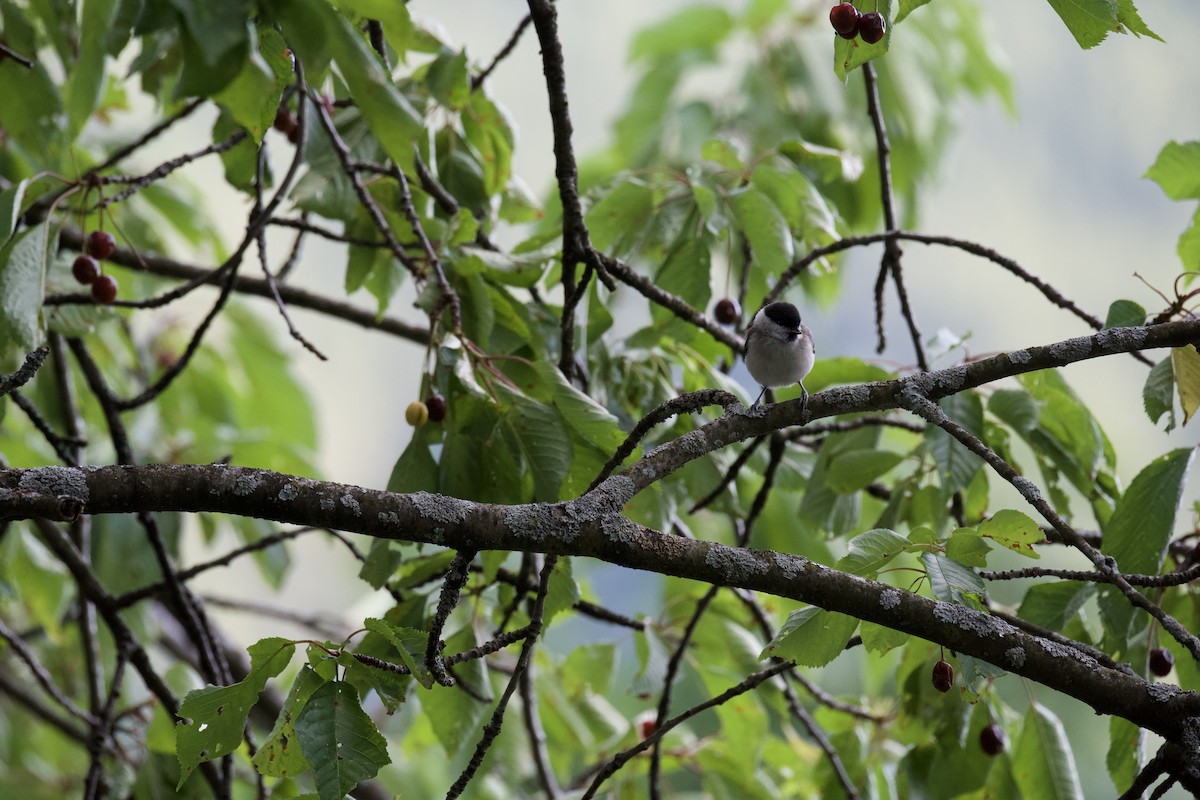 Marsh Tit - ML638112977