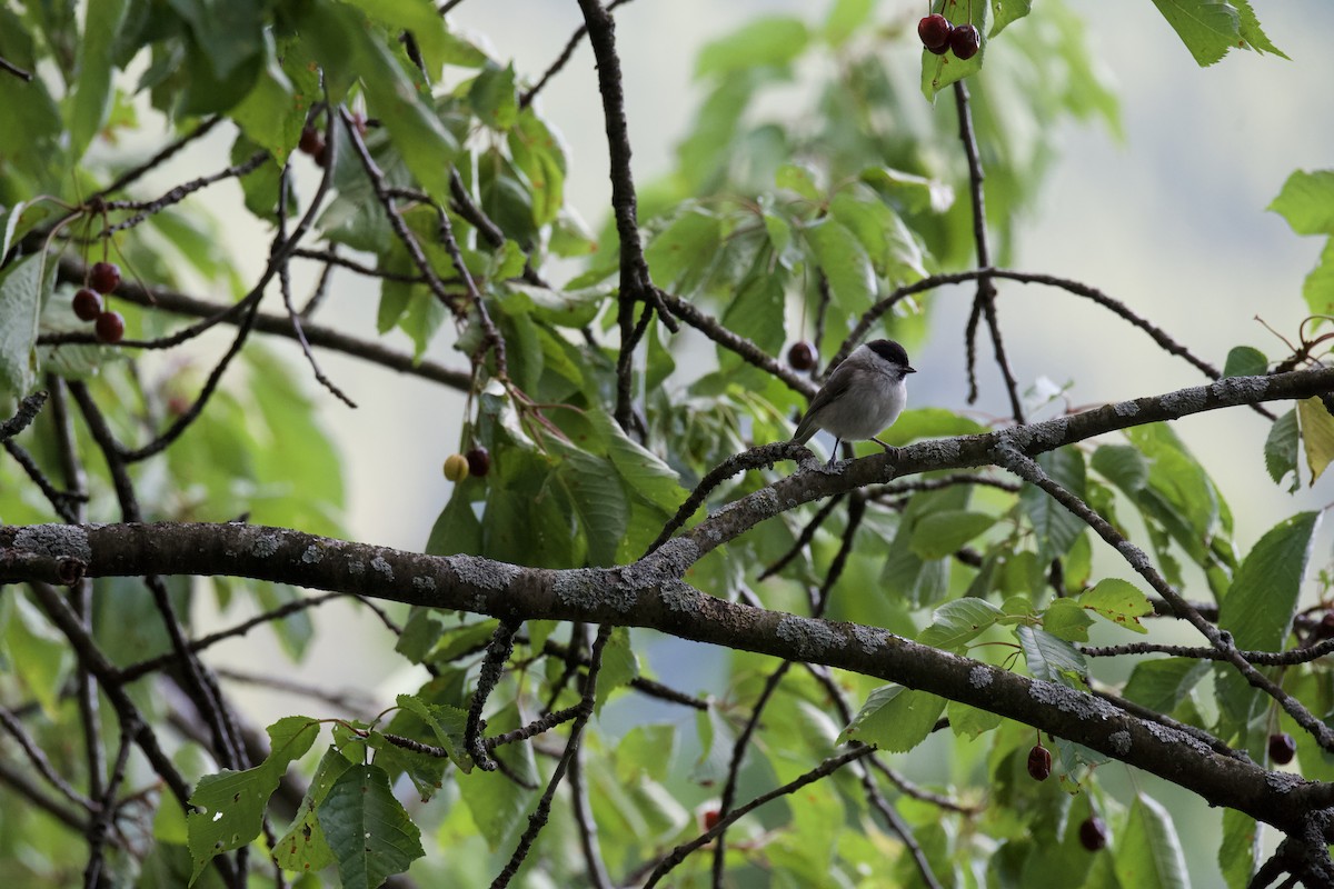 Marsh Tit - ML638112978