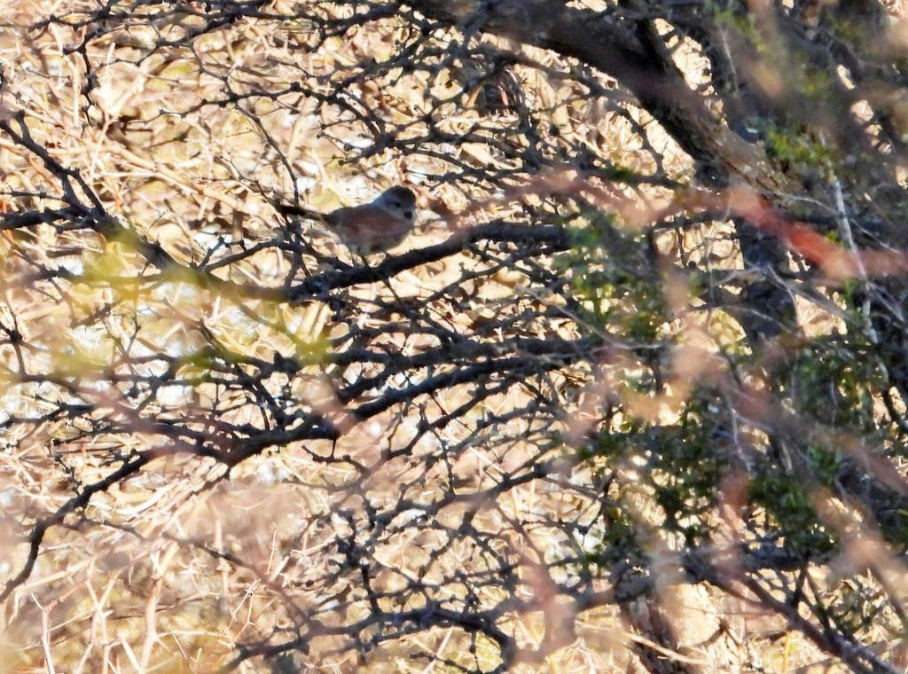Short-billed Canastero - ML638112998