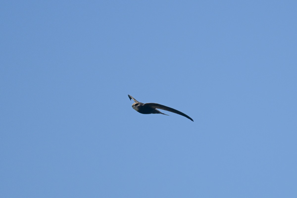 Pallid Swift - ML638113005