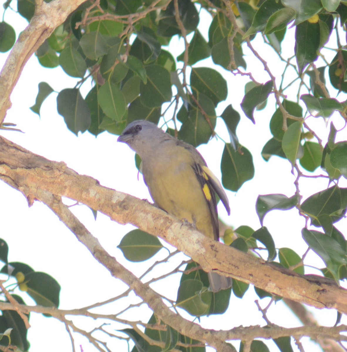Tangara Aliamarilla - ML638113006