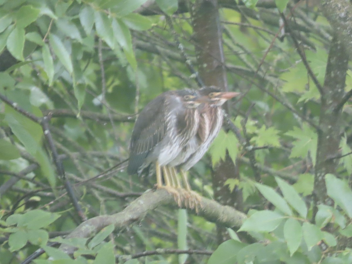 アメリカササゴイ（virescens／bahamensis） - ML638113008