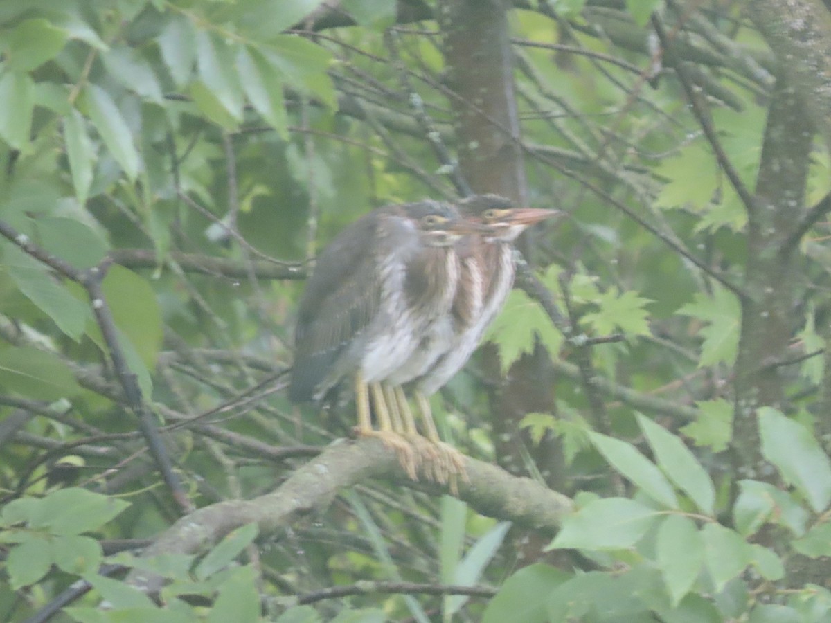 アメリカササゴイ（virescens／bahamensis） - ML638113009