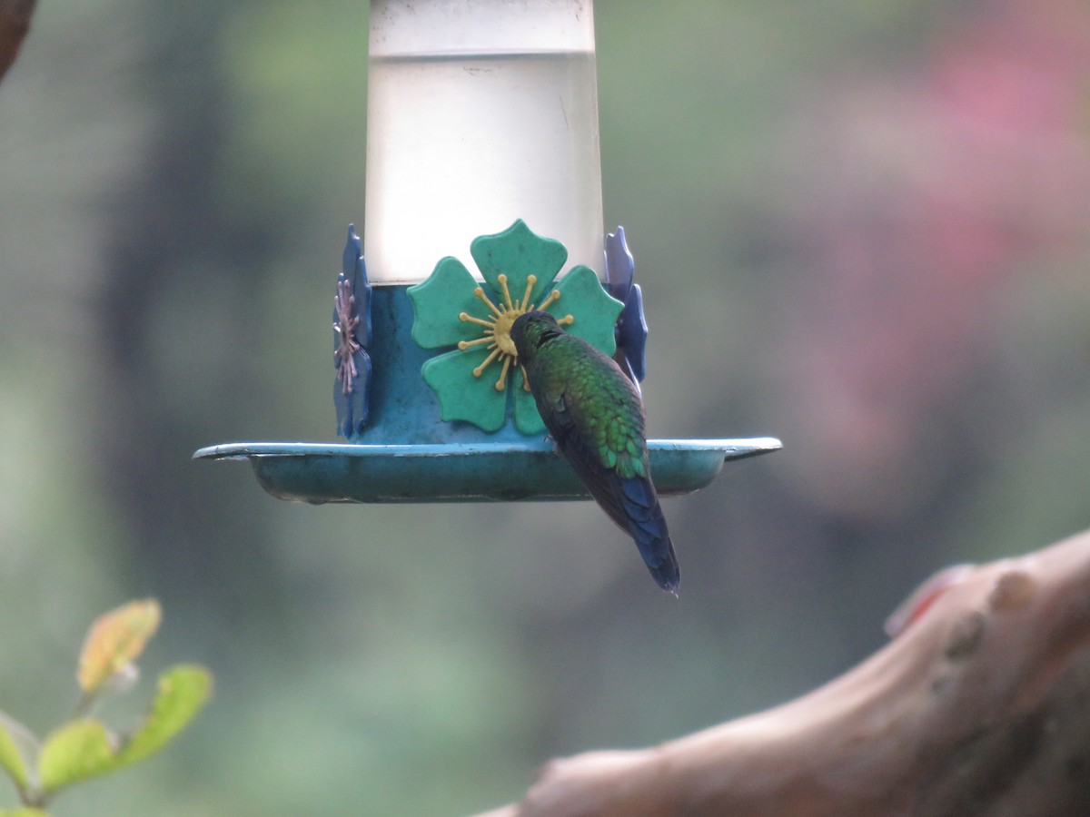 Violet-capped Woodnymph - ML638113014