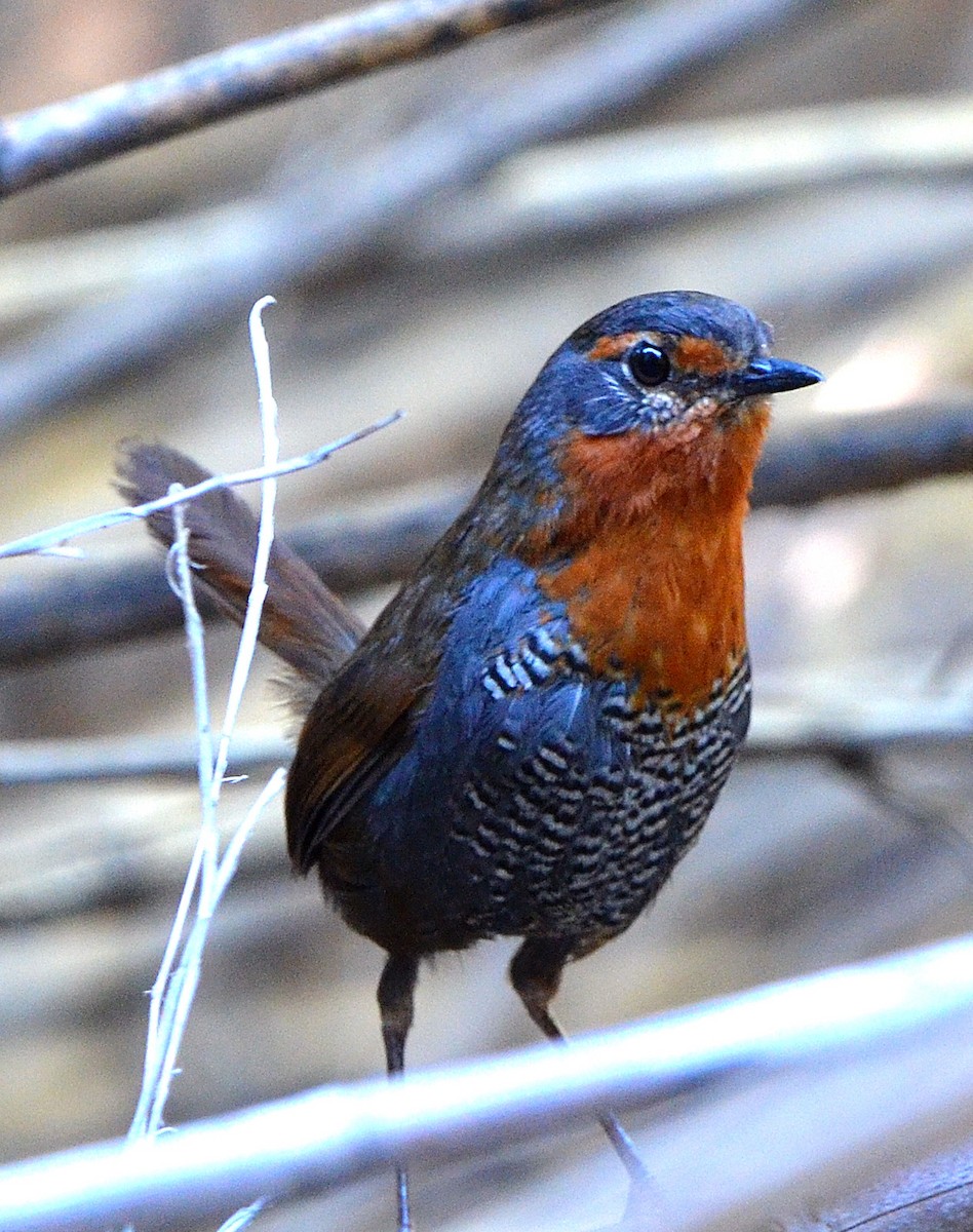 Chucao Tapaculo - ML638113031