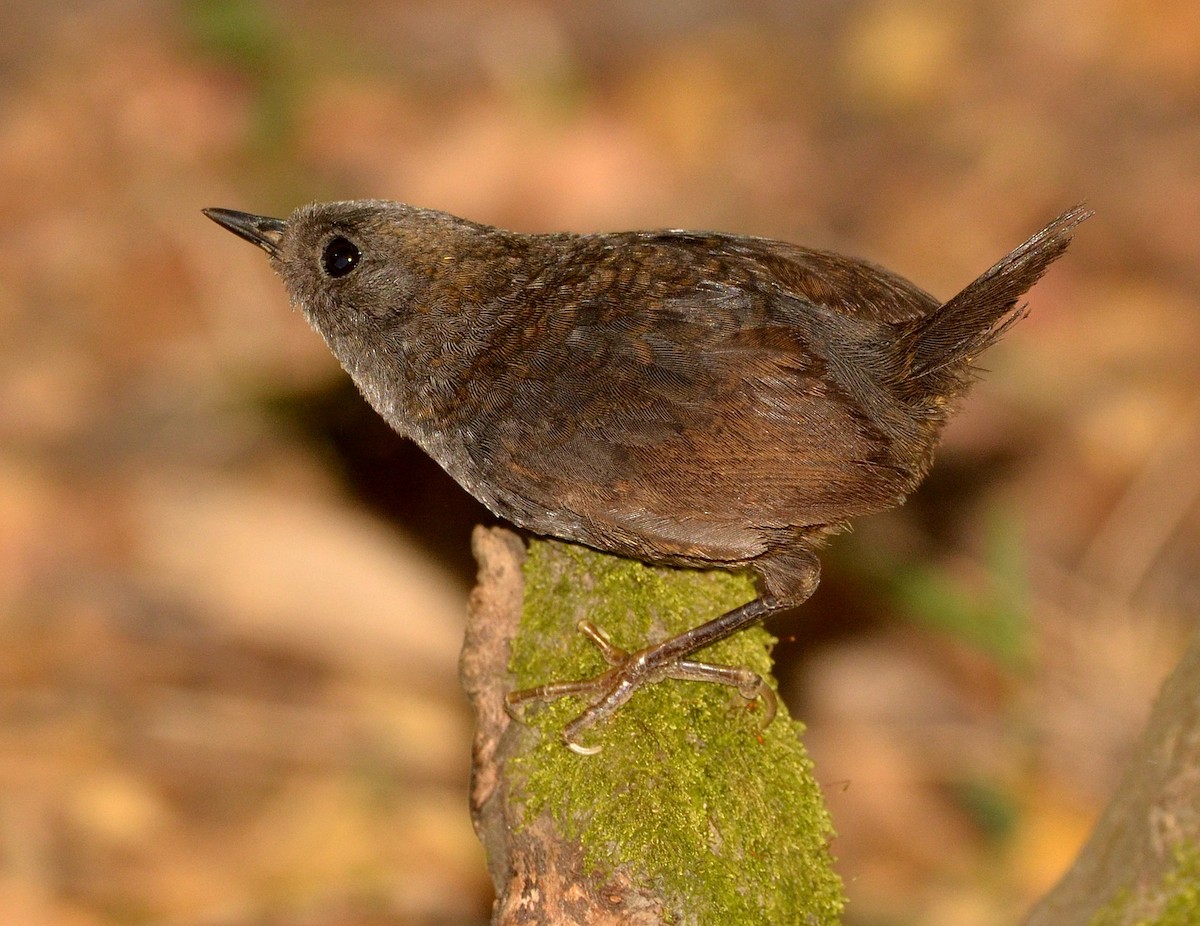 Magellanic Tapaculo - ML638113051